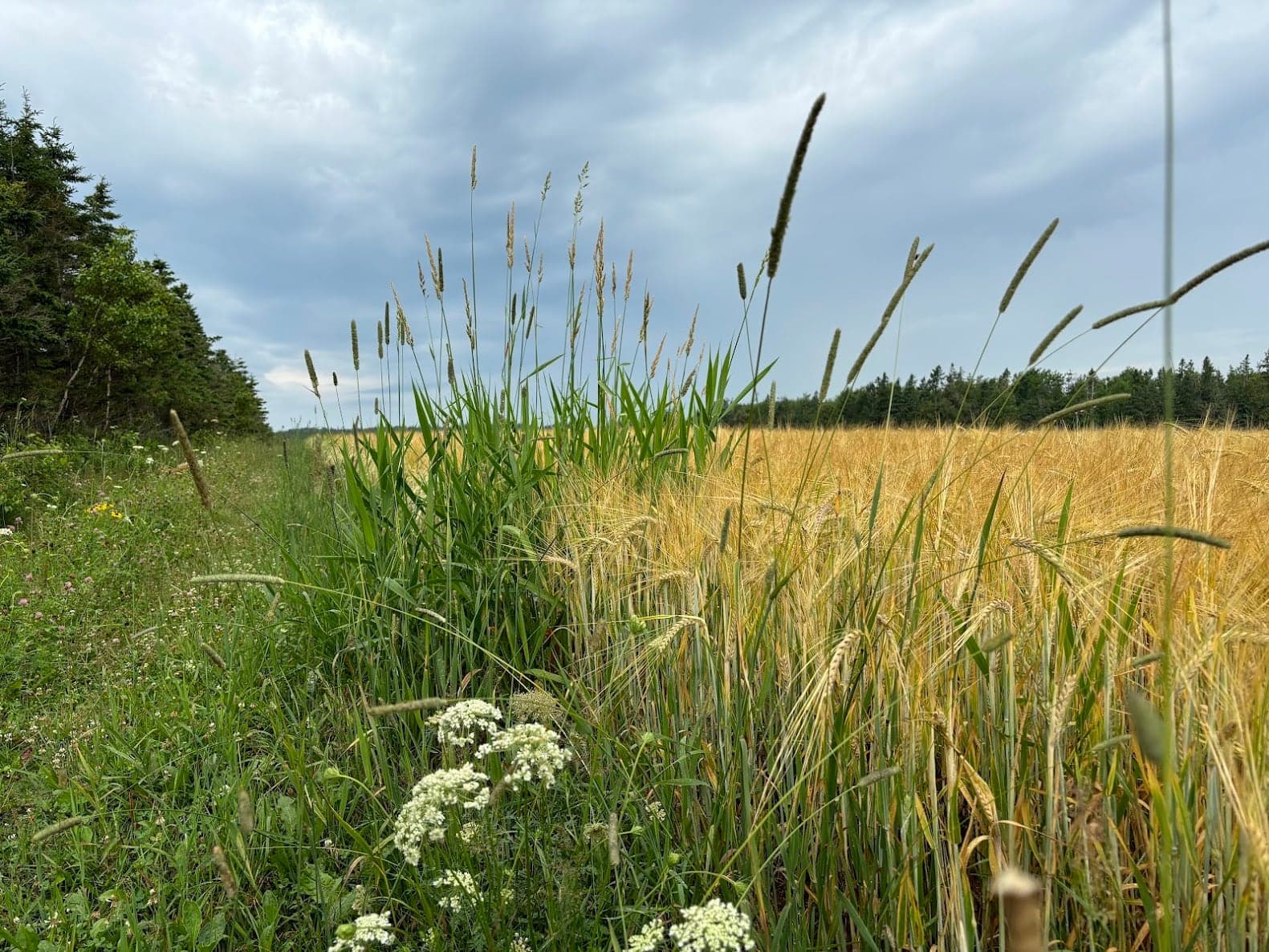 A grassy trail between a field and trees near North Rustico